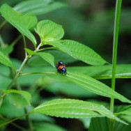 Bugs Sex