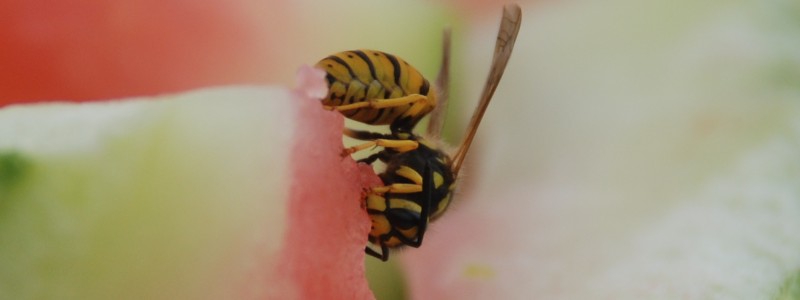 Bee