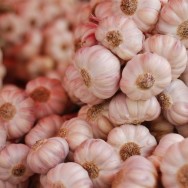 Garlic