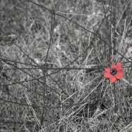 Protected Flower