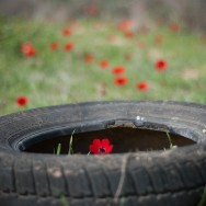lonely anemone