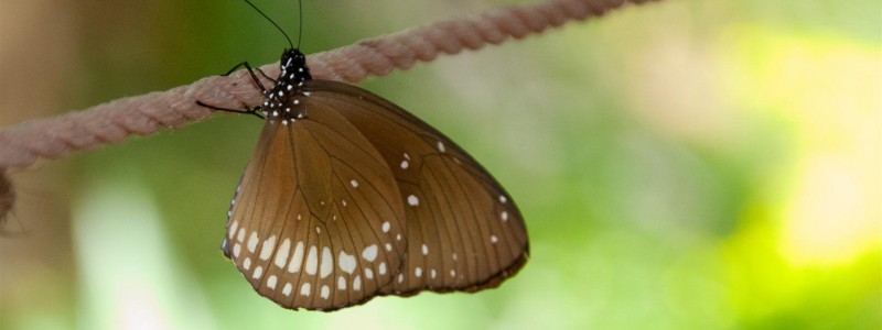 butterfly