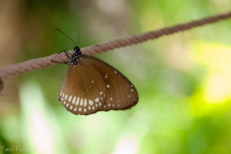 butterfly