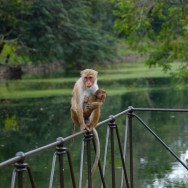 Monkey Mom
