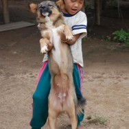 Dog Dance