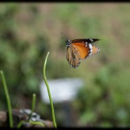 Landing