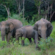 safari_elephants