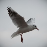 Landing Bird