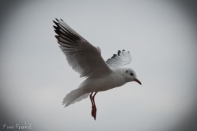 Landing Bird