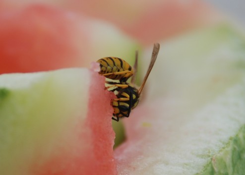 Bee