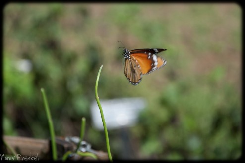 Landing