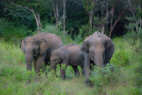 safari_elephants
